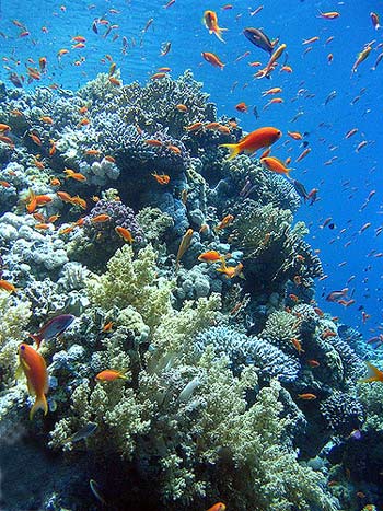 La barriera corallina di Sharm El Sheik